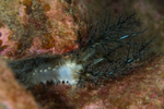 Pawsonia saxicola