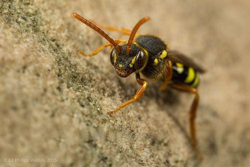 [i]Nomada goodeniana[/i] female. Near an [i]Andrena nigroaenea[/i] colony. Staffordshire garden, April 2015.