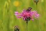 Six-spot Burnet on Greater Knapweed, Seven Barrows, Berkshire