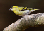 Siskin