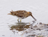 Snipe