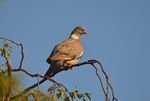Woodpigeon