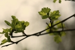 Spring Leaf 1
