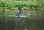 Glossy Ibis