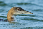 Juvenile Great Northern Diver close-up, Farmoor Reservoir