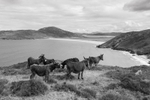Friends of Tra na Rossan