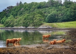 Highland Cows in the heat of summer