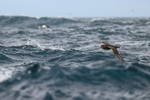 Southern Giant Petrel flying low over rough sea, Falklands
