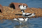 Avocets