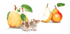 A pear of still life.