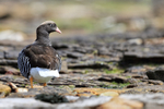 Kelp Goose (female) back view, Carcass Island, Falklands