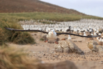 Black-browed Albatross lifts off, Steeple Jason, Falklands