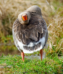 Grey-lag Goose