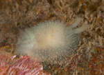 Acanthodoris pilosa