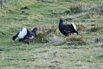 Black Grouse