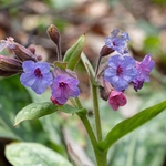 Apennine Hairy lungwort (Pulmonaria hirta ssp apennina