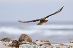 Striated Caracara flying wings extended, Sea Lion Island, Falklands