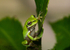 Frog on Leaf 6