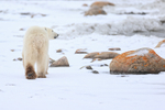 Polar Bear walking away showing heel, Churchill, Canada