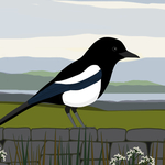 Magpie