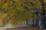 Beech Tree Avenue