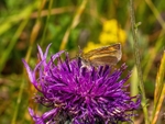 Lulworth Skipper