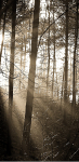 Winter Sun n Tall Trees