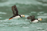 Horned Puffins take off from sea, Duck Island, Alaska