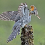 Certificate of Merit - Cuckoo Robin Battle