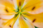 Macro portfolio