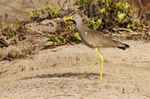 African Wattled Lapwing.