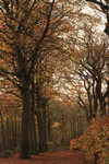 The Tree portfolio