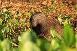 Capybara amongst floating water hyacinth, Corixo Negro, Brazil