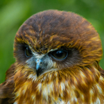 boobook owl Ninox boobook-6888