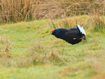 Black Grouse (male) lekking, Scotland