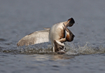 Great Crested Grebe - Podiceps cristatu