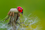 Into the world of Ladybirds, Ireland.