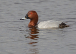 Common Pochard 1