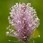 Hoary plantain (Plantago media) 