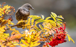 Female Ring Ouzel
