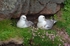 Fulmars