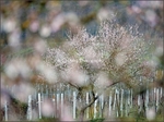 Almond Blossom Mosaic