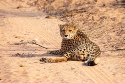 Cheetah