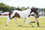 Class 61: Coloured Horse 4yrs & Over portfolio