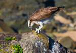 Osprey with Whiting 2