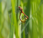 Ruddy Darters.