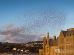 Starling murmuration, Aberystwyth