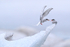 Arctic Tern pair food pass, Jokulsarlon, Iceland