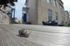 Common Garden Snail in Bristol street