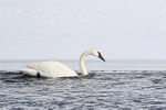 Trumpeter Swan swimming, Yellowstone River, Wyoming, USA